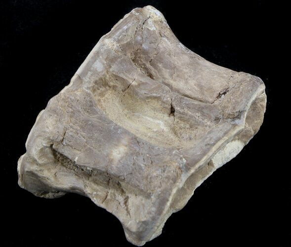 Cretaceous Xiphactinus Vertebrae - Kansas #37400